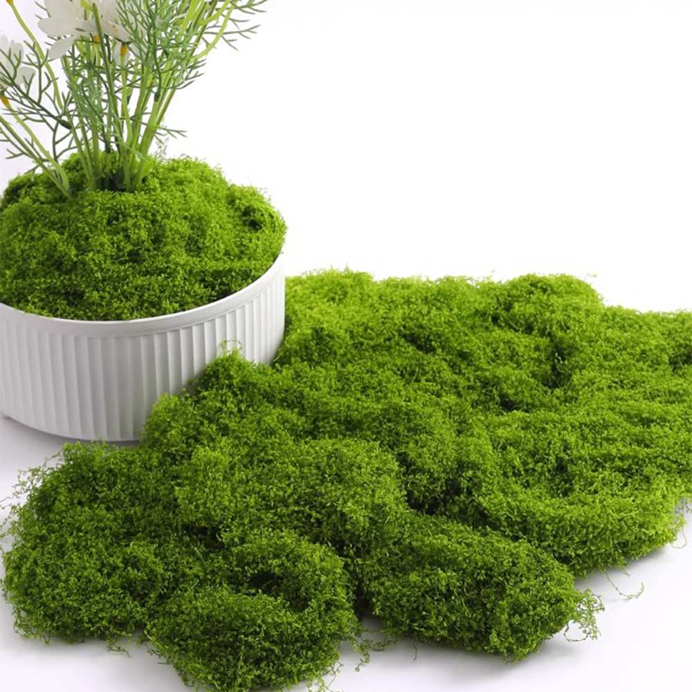 100/200/500g Eternal Life Moss - Terrarium Moss Art ulasan dan harga