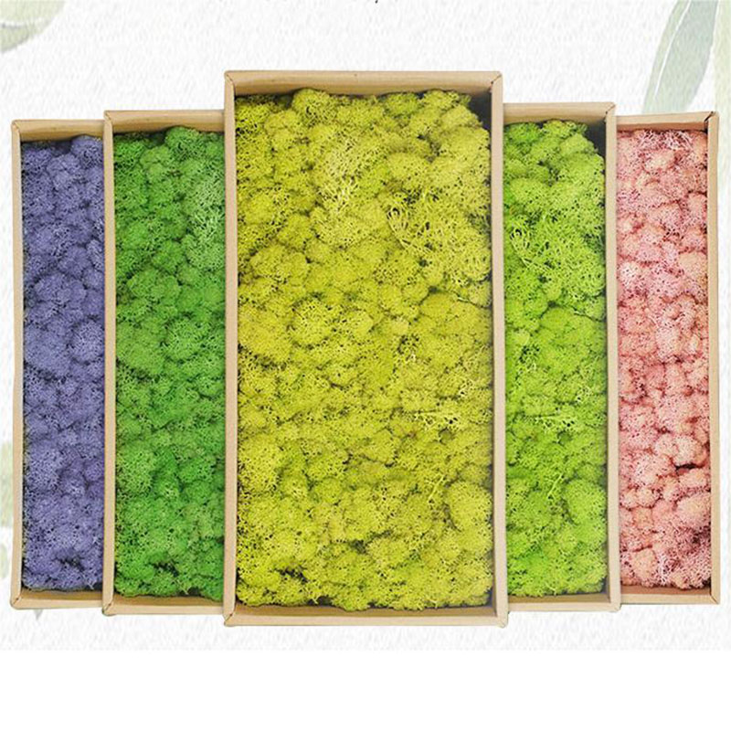 20g Artificial Green Plants Et - Terrarium Moss Art ulasan dan harga