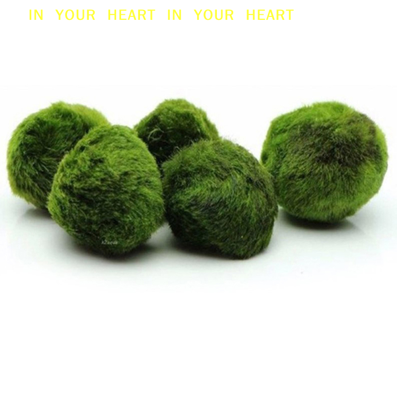 【X】3-4cm Marimo Moss Balls Liv - Terrarium Moss Art ulasan dan harga