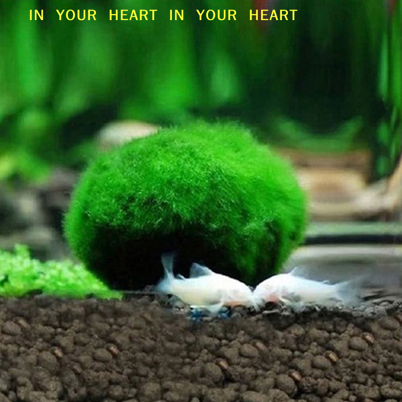 【X】3-4cm Marimo Moss Balls Liv - Terrarium Moss Art ulasan dan harga