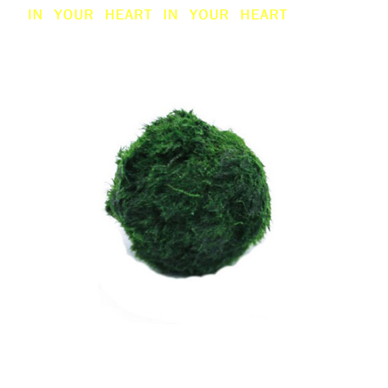 【X】3-4cm Marimo Moss Balls Liv - Terrarium Moss Art ulasan dan harga